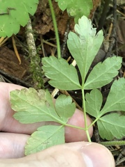 Phytomyza spondylii group