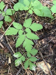 Phytomyza spondylii group