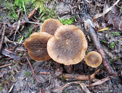 Simocybe phlebophora
