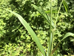 Dichanthelium polyanthes