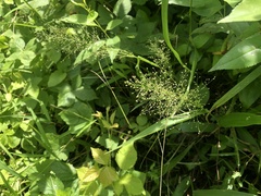 Dichanthelium polyanthes