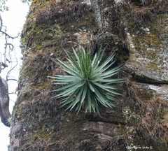 Agave schidigera