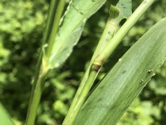 Dichanthelium polyanthes