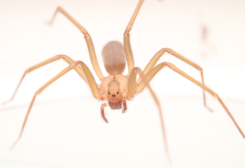 Big Bend recluse
