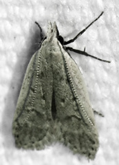 Dichomeris punctidiscellus