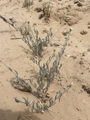 Dimorphocarpa wislizeni