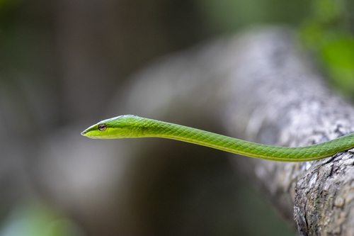 Travancore Vine Snake, Ahaetulla travancorica