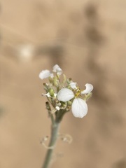 Dimorphocarpa wislizeni