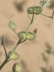 Dimorphocarpa wislizeni