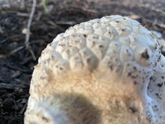 Calvatia