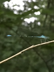 Enallagma exsulans