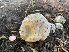 Calvatia