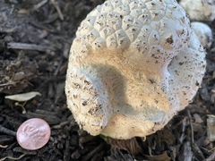 Calvatia