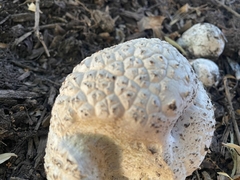 Calvatia