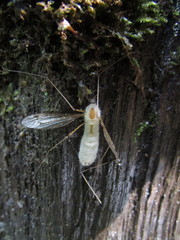 Entomophthoraceae