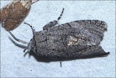 Culama australis