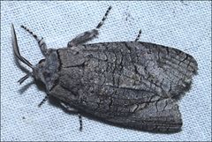 Culama australis