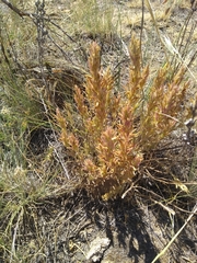 Castilleja thompsonii