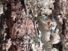 Scoparia penumbralis