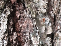Scoparia penumbralis