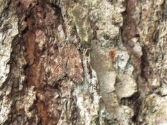 Scoparia penumbralis
