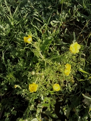 Ranunculus millefolius