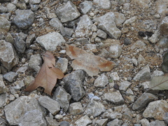 Euchlaena marginaria