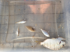 Eucinostomus argenteus