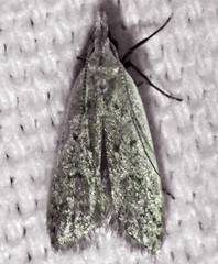 Dichomeris punctidiscellus