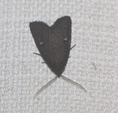 Egone bipunctalis