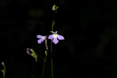 Lobelia goldmanii
