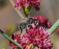 Megachile