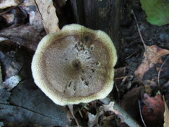 Lentinus
