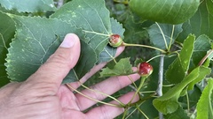 Pemphigus populitransversus