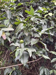 Melodinus fusiformis