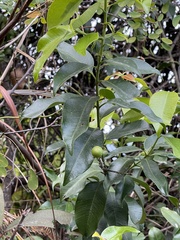 Melodinus fusiformis