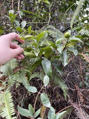 Melodinus fusiformis