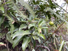 Melodinus fusiformis