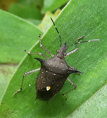 Proxys albopunctulatus