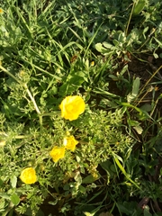 Ranunculus millefolius