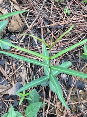 Thyrsanthella difformis