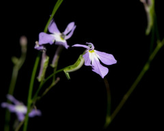 Lobelia goldmanii