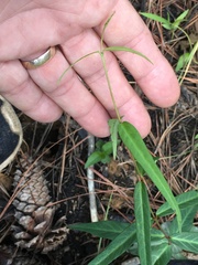 Thyrsanthella difformis