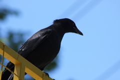 Corvus brachyrhynchos