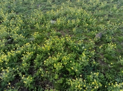 Ranunculus millefolius