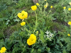 Ranunculus millefolius