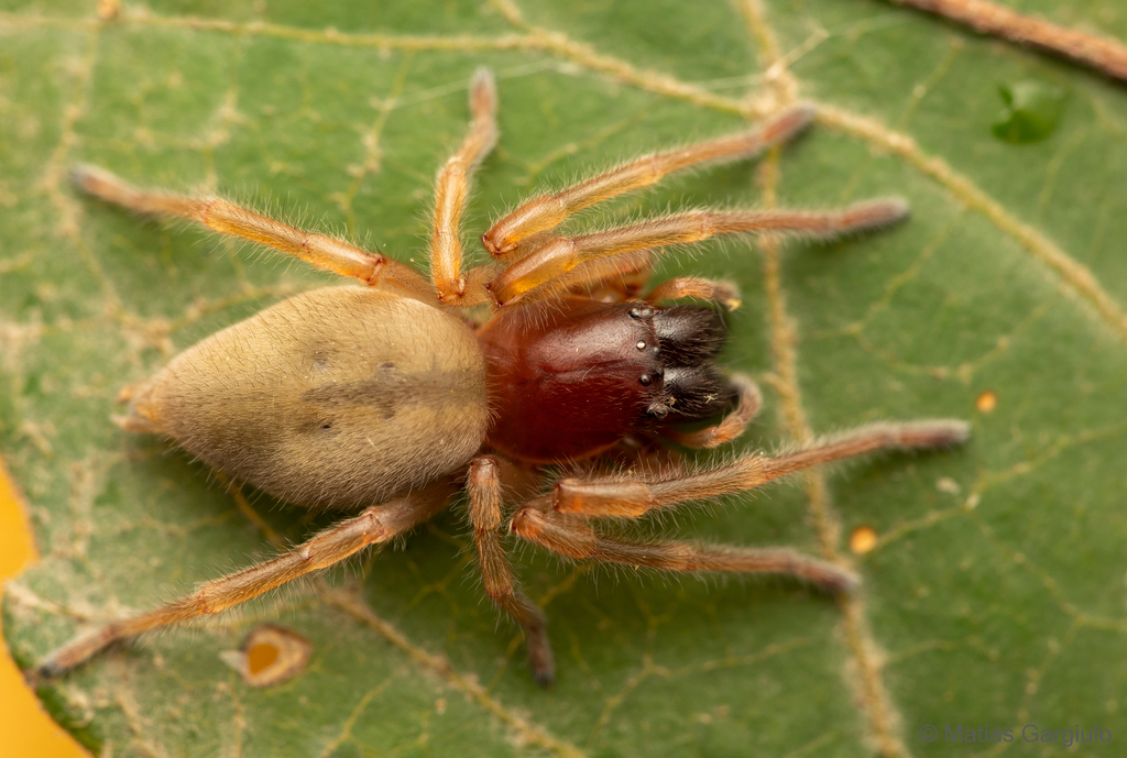 Long-legged Sac Spiders