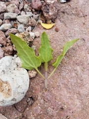 Bebbia atriplicifolia