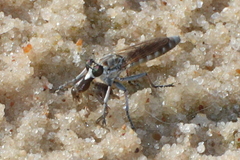 Stichopogon colei