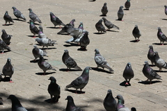 Columba livia domestica